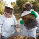 Illustration for article titled Nation’s Beekeepers Warn They Don’t Know How Much Longer They Can Hold Back Swarms’ Wrath